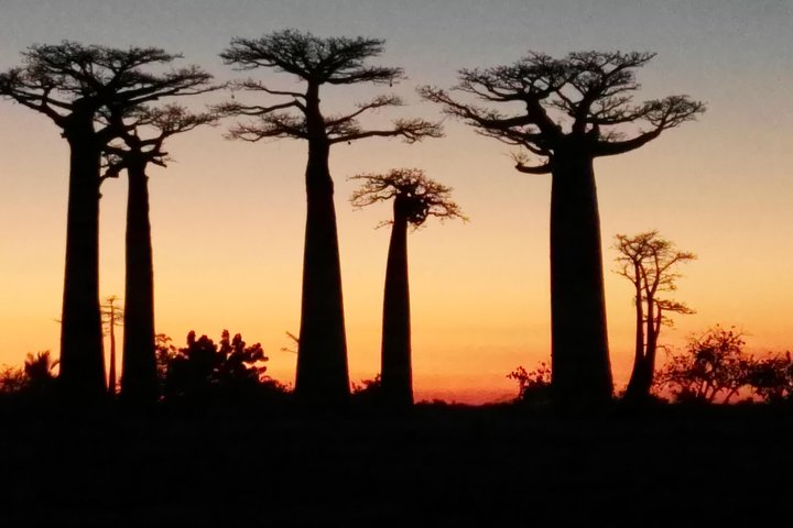 Baobab Avenue