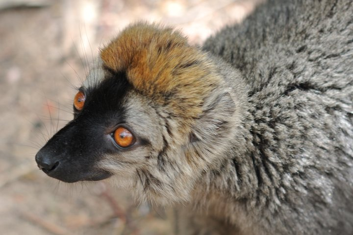 Unique Madagascar - Photo 1 of 9