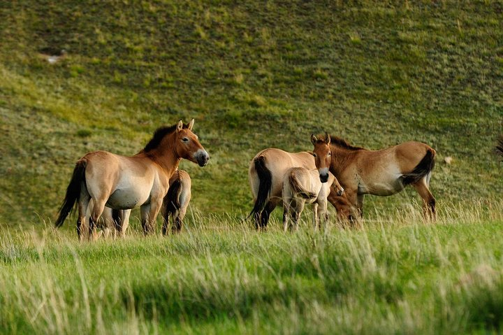 Wild horse