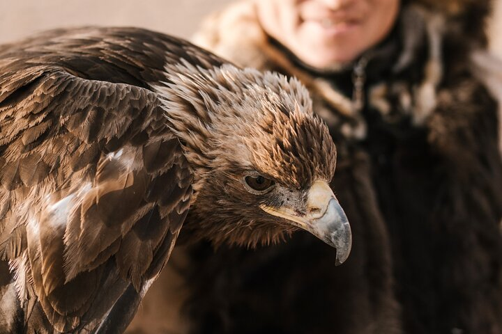 Golden Eagle, Sagsai, Olgiy