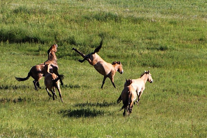 Prezwalski wild horses in Khustai National Park