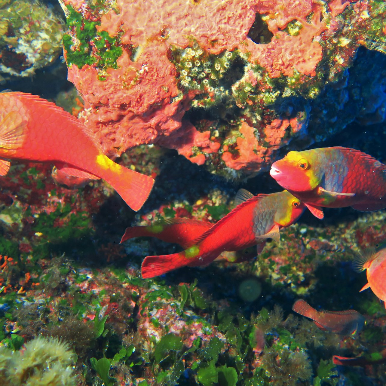 1 Day Diving (2 Dives) with a Professional Instructor in Gozo - Photo 1 of 6