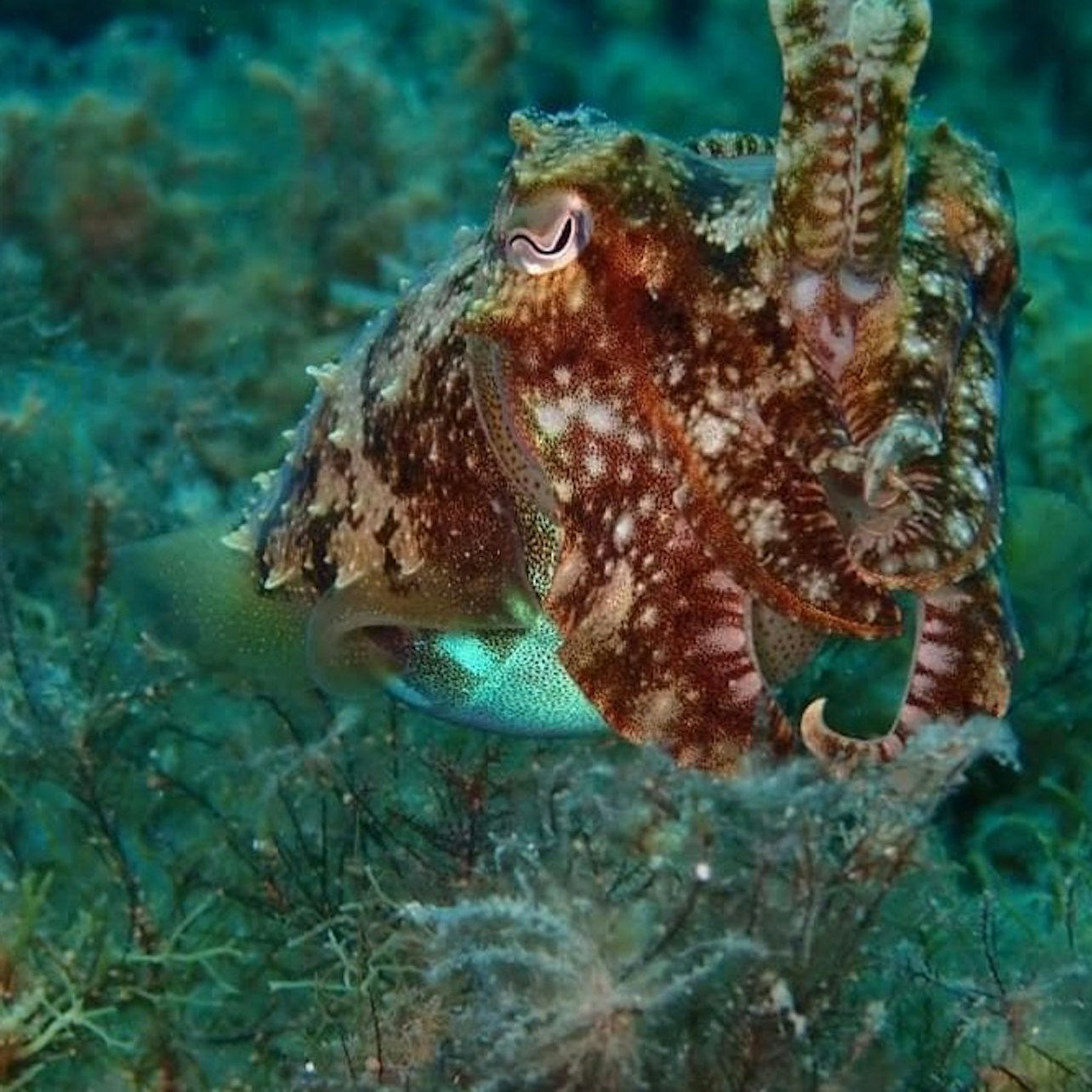 Padi Open Water Course 4 days - Photo 1 of 5