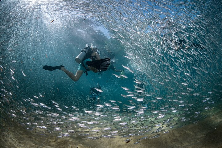 2 Dives in the Cabo Marine Park - Photo 1 of 12