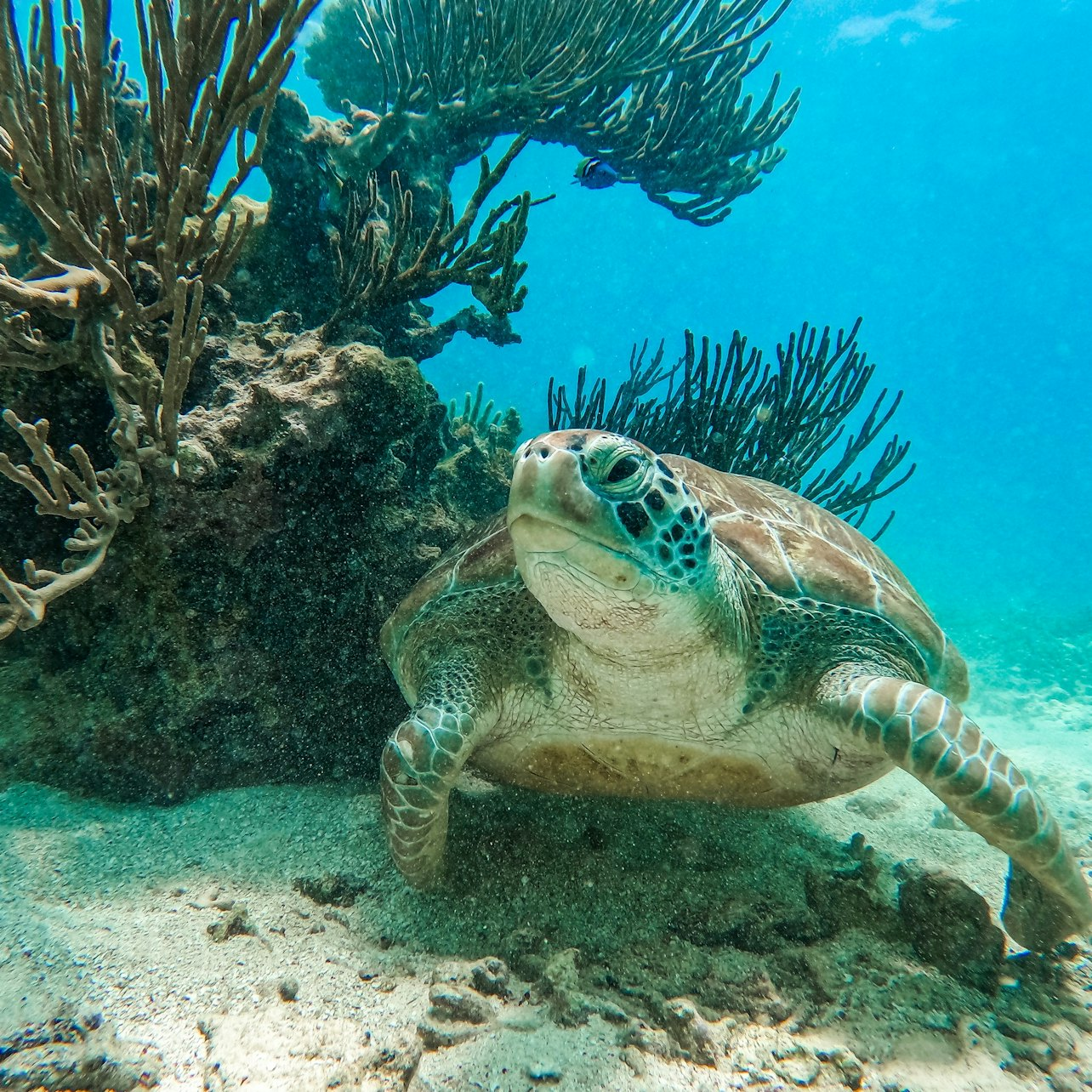 2-Hour Snorkeling in Two Spots of Tulum's Reef - Photo 1 of 5