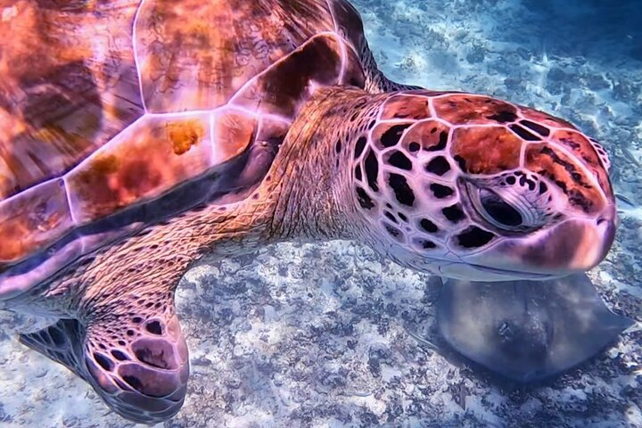 2-Hour Snorkeling in Two Spots of Tulum's Reef - Photo 1 of 25