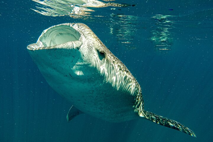 3 Hour La Paz Whale Shark Snorkeling Experience - Photo 1 of 9