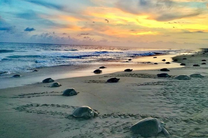 4-in-1 Tour - Mazunte,Cacao Factory, La Ventanilla & Turtle Spawn - Photo 1 of 25