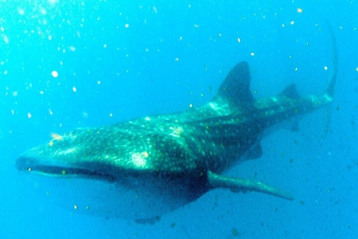 Adventure and Snorkel with the Whale Shark from Akumal or Puerto Aventuras - Photo 1 of 4