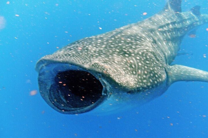 Adventure and Snorkel with the Whale Shark from Puerto Morelos - Photo 1 of 4