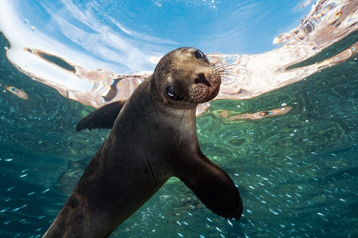 Adventure to Espiritu Santo Island: Snorkel with Sea Lions and Beach - Photo 1 of 14