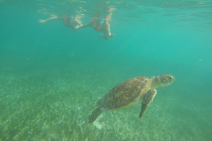 Akumal Marine Turtle Daily Tour - Photo 1 of 17