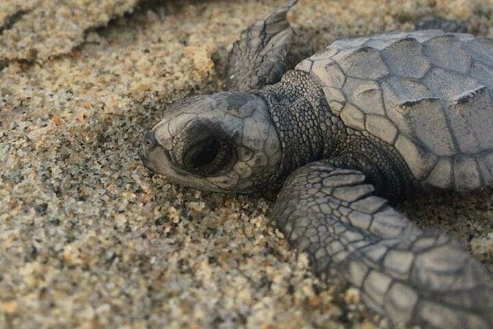 Baby seaturtle