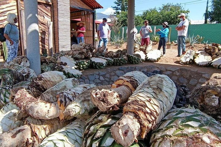 Wild Agave