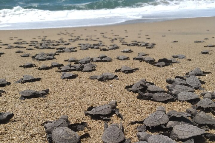 Baby Sea Turtle Ixtapa 