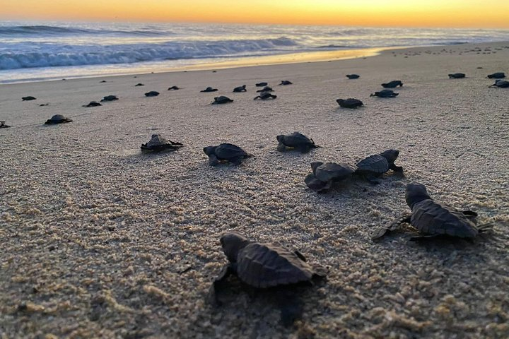 Baby Turtle Release in Coyote Escobilla Beach - Photo 1 of 7