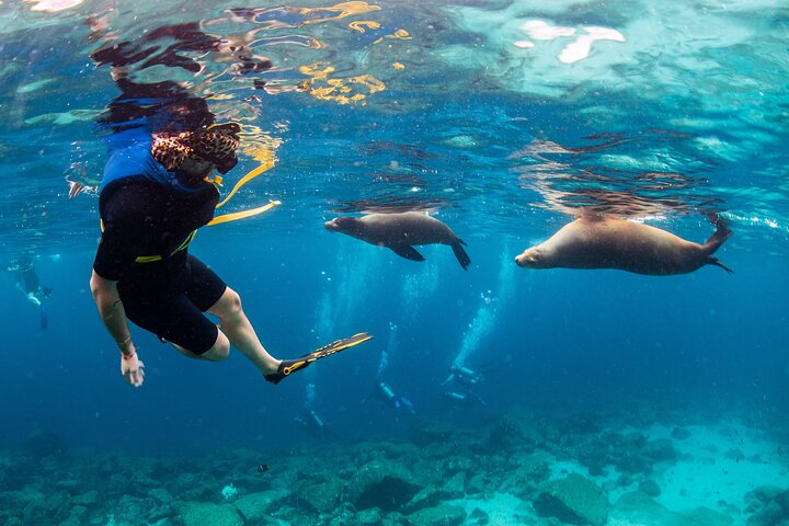 Balandra Snorkel & Sea Lion Adventure - Photo 1 of 15