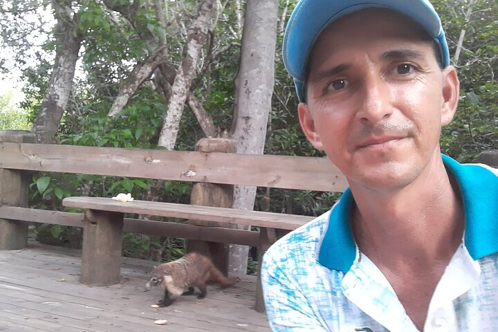 Coatimundi on the bicycle path