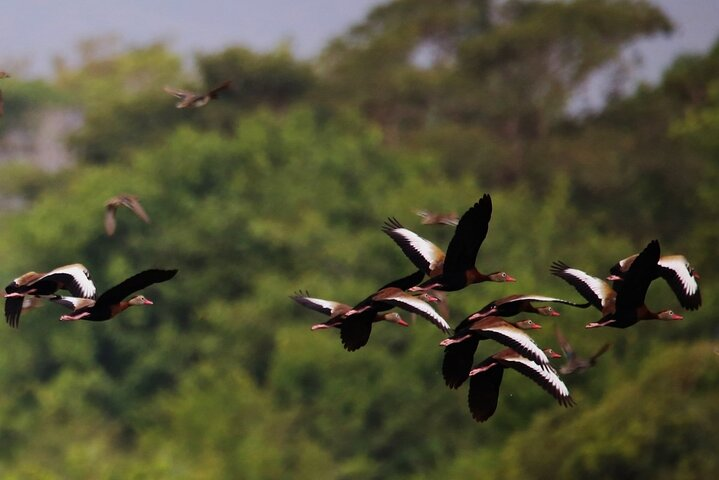 Bird Watching Adventure in La Mancha Ecological Reserve - Photo 1 of 6