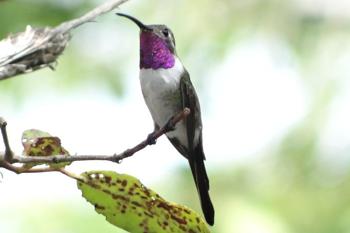 Mexican Tijereta Hummingbird / Mexican Sherthail.