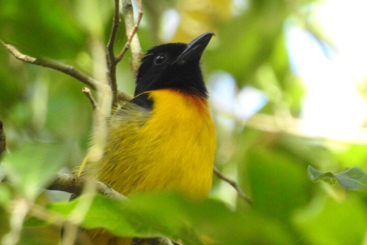 Birding South of Mexico - Photo 1 of 15