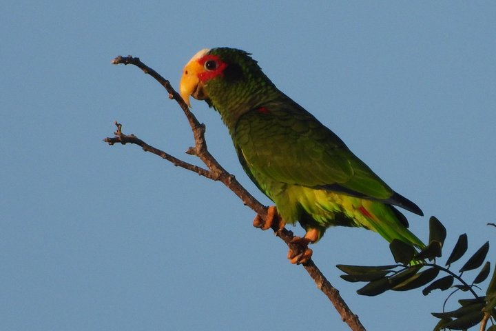 Yellow lored parrot / Amazona Xanthlora
