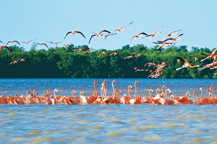 Boat tour to Celestun from Merida - Photo 1 of 6