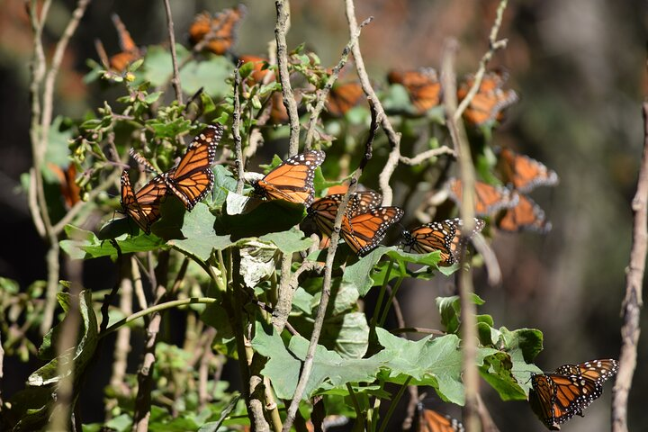 Butterfly Monarch Tour from Mexico City - Photo 1 of 8