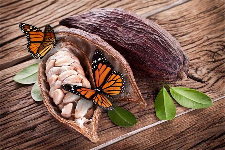 Butterflies Curious About Freshly Opened Cocoa Pod