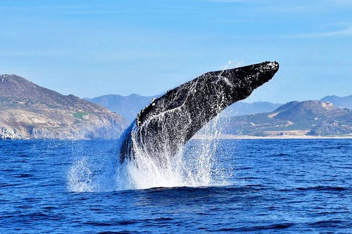 Breaching Humpback Whale