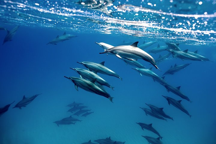 Dolphines