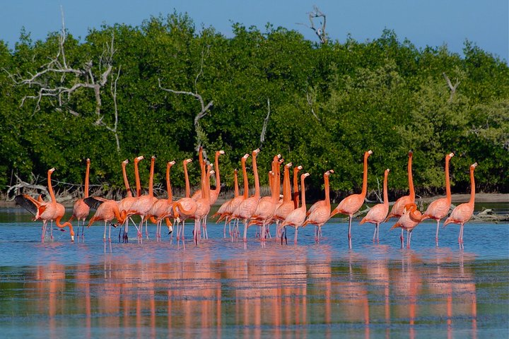 Celestun Nature Reserve Flamingo Tour-Boat to Flamingo Paradise from Merida - Photo 1 of 2