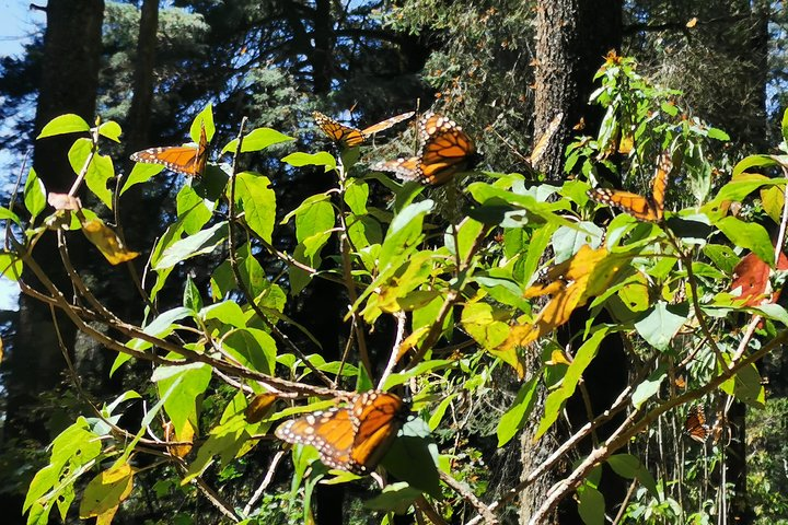 Cerro Pelon Monarch butterfly sanctuary.  - Photo 1 of 25