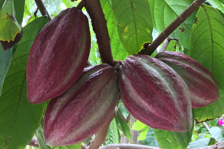 Chocolate Tour in Vallarta - Photo 1 of 21