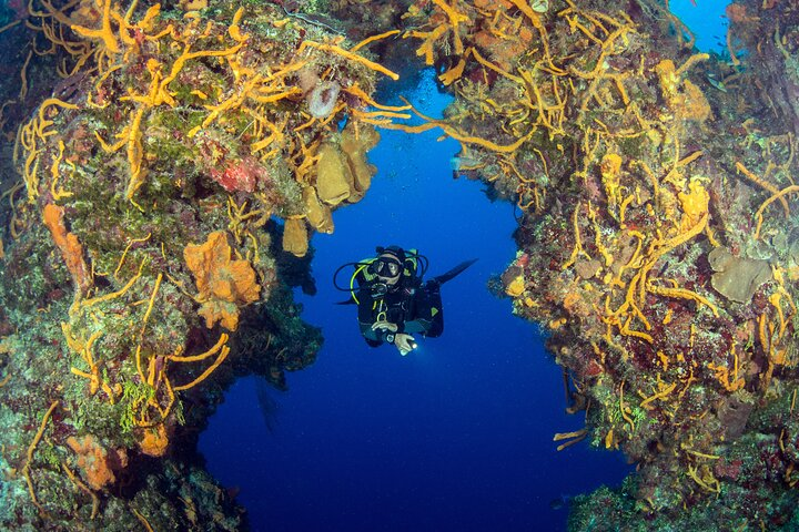 Cozumel Dive Package - Certified Divers from the Riviera Maya (4 dives) - Photo 1 of 7