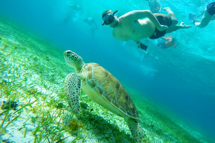 Starfish, Stingrays and the Turtle Bay Snorkeling Tour - Photo 1 of 18