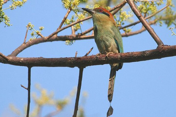 Desembocada and Ameca River Bird Paradise (Wetland and Tropical birds in PV) - Photo 1 of 19