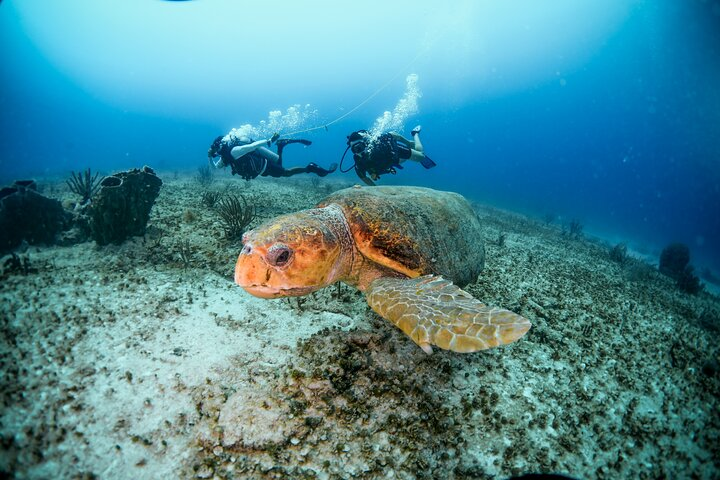 Discover Scuba Diving & Beach Club with Transportation In Riviera Maya  - Photo 1 of 8