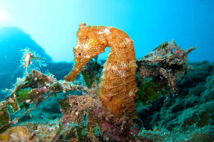 Scuba Diving in San Jose del Cabo