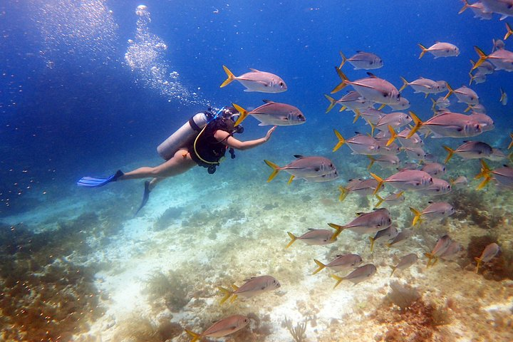 Diving in the Mexican Caribbean for Beginners | 2 Tanks 2 Dives | All Inclusive  - Photo 1 of 12