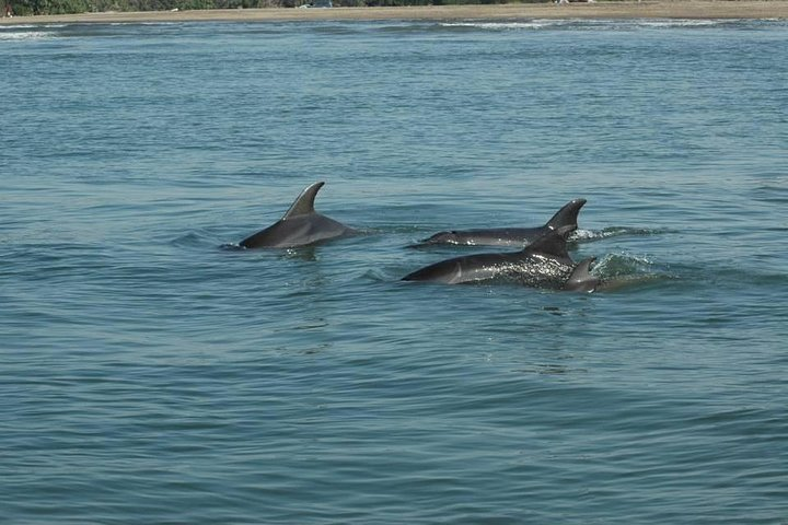 Dolphin Encounter - Photo 1 of 4