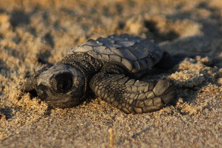 Sea Turtle Release in Puerto Vallarta - Photo 1 of 15