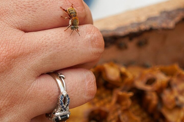 Experience Honey Tasting and Stingless Bees from Merida Yucatan - Photo 1 of 7