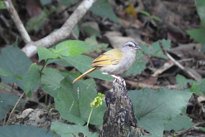 Full-Day Birdwatching Puerto Morelos - Photo 1 of 10