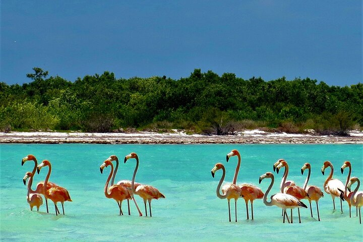 Full Day Excursion to the Best of Holbox From Riviera Maya - Photo 1 of 9