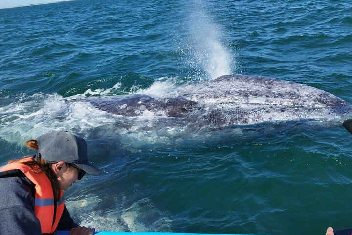 Full Day Gray Whale Watching Experience - Photo 1 of 6