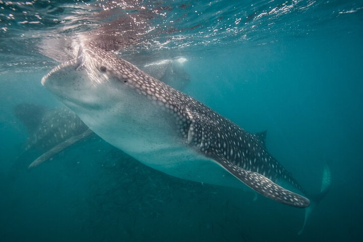 Feeding whale sharks