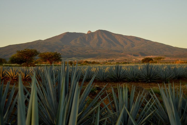 Full-Day Tequila Tour from Guadalajara - Photo 1 of 25