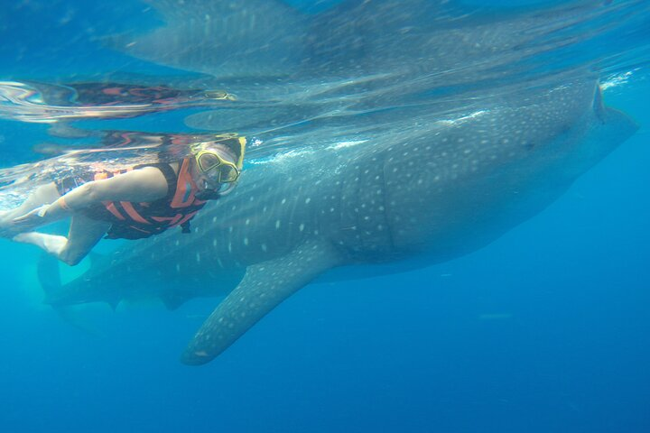 Full-Day Whale Shark Tour Puerto Morelos with Pickup and Lunch - Photo 1 of 7