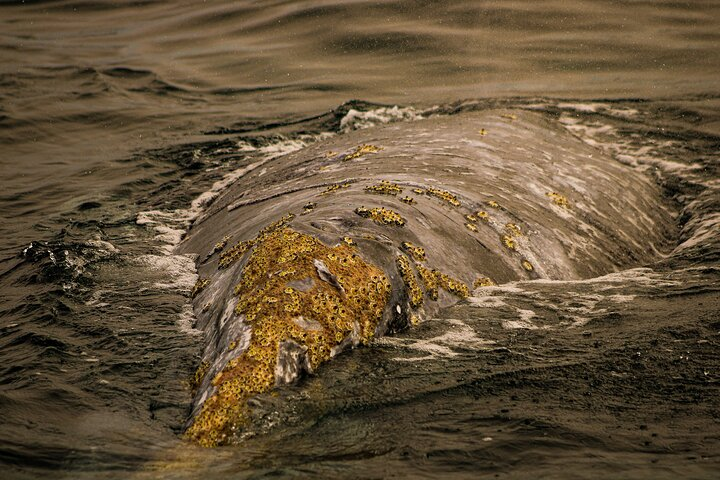 Gray whale watching pick up in La Paz - 10 hrs super VIP tour - Photo 1 of 5